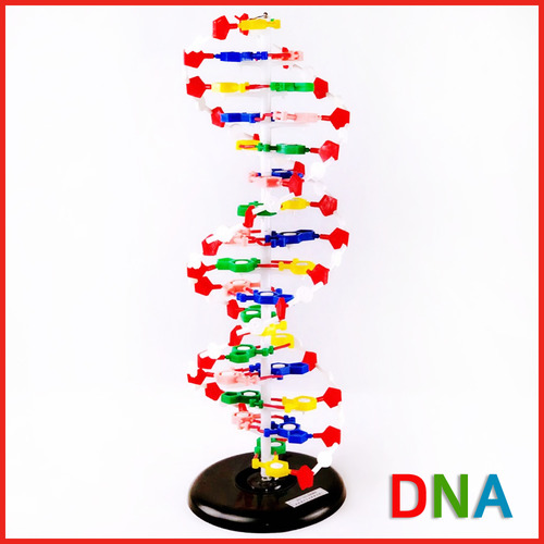 DNA 모형(대)R