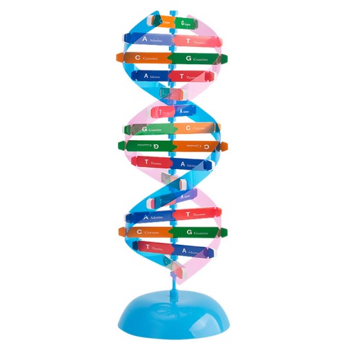 DNA이중나선 입체모형키트R