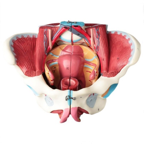 인체 여성 골반저근육 및 신경혈관 모형R