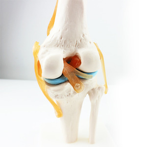 인체 무릎관절 모형(1:1) R