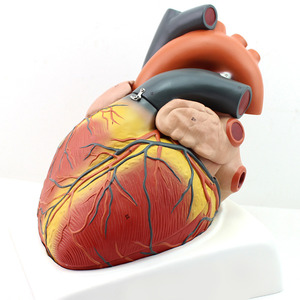 인체 심장 모형(대형) R