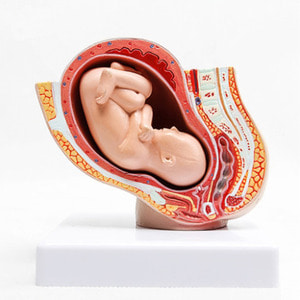 임신 골반 태아모형R