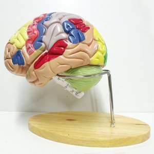 인체 뇌 2배 확대 해부모형R