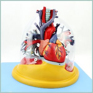 인체 심장 폐 기관지 모형R