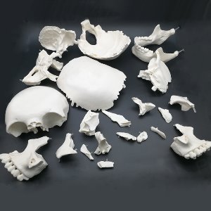 인체 두개골 분리 모형(22pcs)R