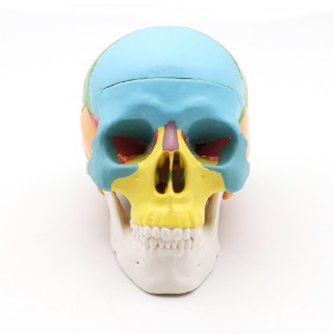 인체 소형 두개골 모형(색칠형)10cm R