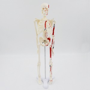 인체 컬러 근육 모형(45cm)R