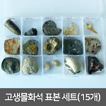 고생물화석 표본 세트(15개)R