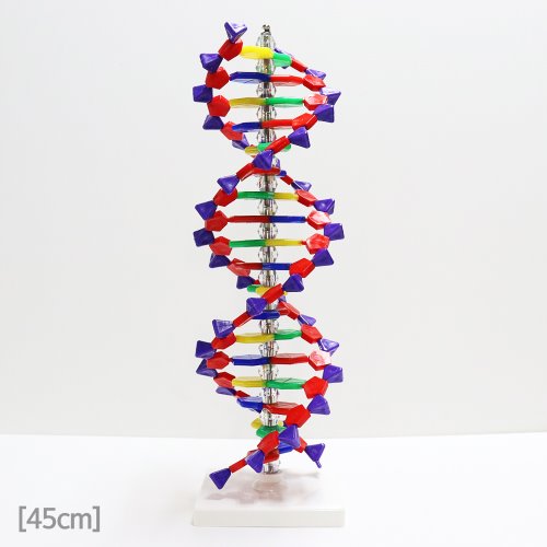 DNA 모형(45cm)R