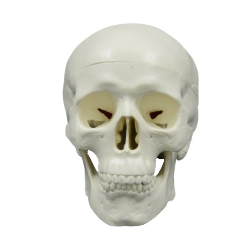 인체 소형 두개골 모형(11cm)R