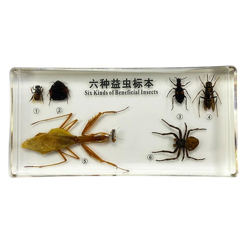 곤충 표본 6종