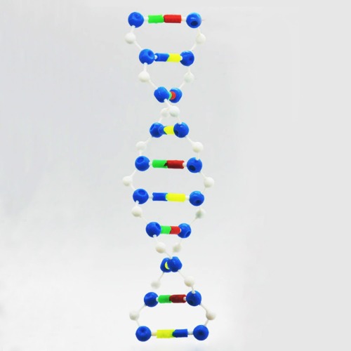 DNA 이중나선 입체모형(케이스형)R
