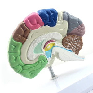 인체 뇌모형(15cm) R