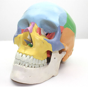 인체 두개골 모형(색칠형) R