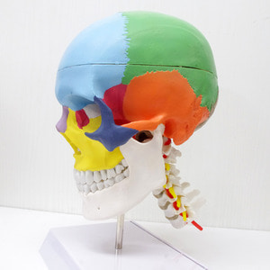 인체 두개골 경추 모형 R