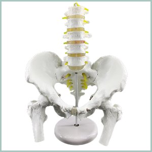 인체 요추 대퇴골 골반모형R