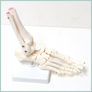 인체 발 관절 모형R