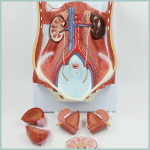 인체 비뇨기관 해부모형(교체형)R