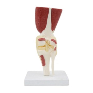 무릎 관절 근육과 인대 모형(1:1) R