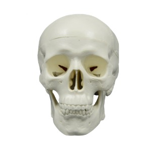 인체 소형 두개골 모형(11cm)