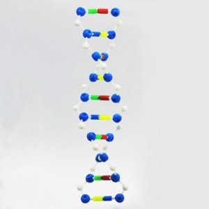 DNA 이중나선 입체모형(케이스형)R