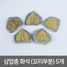 삼엽충 화석(꼬리부분) 5개R